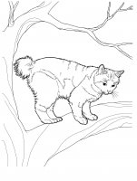 disegni/gatti/gatti_cats_ 10.jpg
